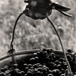 Vin nouveau